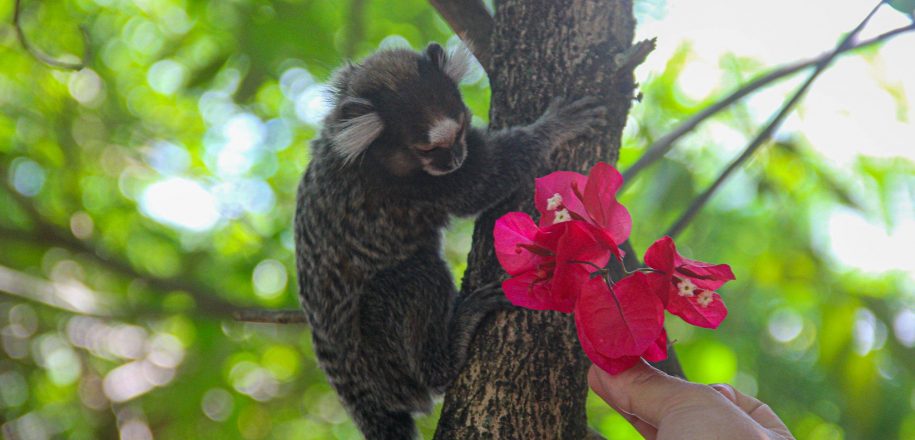 Com belos clics, estudantes da Avla registram chegada da primavera no Bosque do Vieira